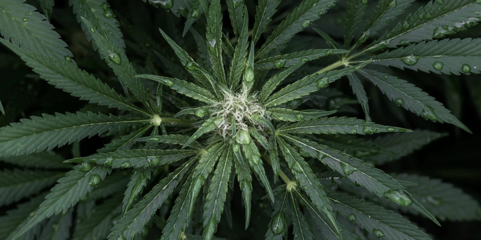 Entspannung mit CBD
