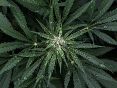 Entspannung mit CBD