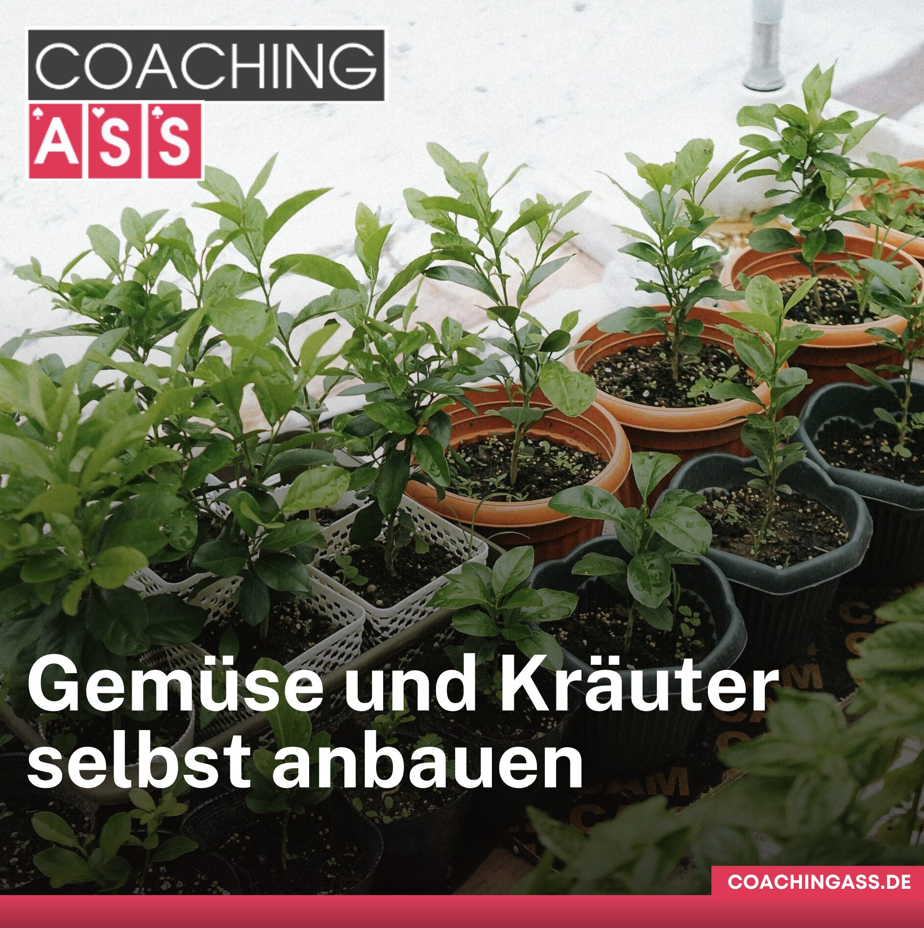 Gemüse und Kräuter selbst anbauen