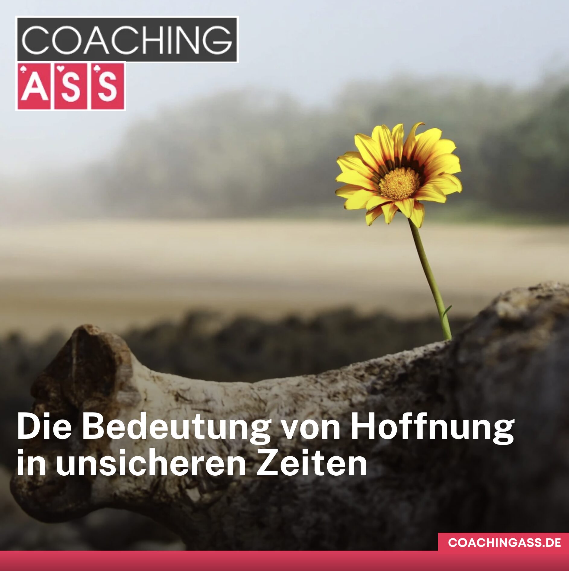 Wunderschöne Lebensweisheiten und Sprüche für die Seele: Die Bedeutung von Hoffnung in unsicheren Zeiten